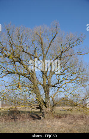 Salice d'argento Foto Stock