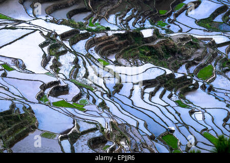 Incredibile texture astratta di terrazze di riso di campi con sky colorato riflesso nell'acqua. Ifugao provincia. Banaue, Filippine UNE Foto Stock