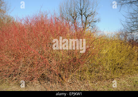 Siberian sanguinello e Golden twig Foto Stock