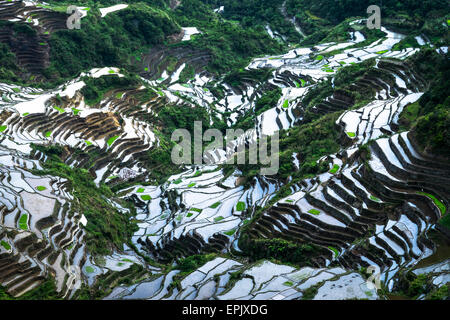 Incredibile texture astratta di terrazze di riso di campi con sky colorato riflesso nell'acqua. Ifugao provincia. Banaue, Filippine UNE Foto Stock