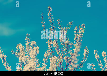 Fiore di primavera i rami degli alberi con fiori di colore bianco Foto Stock