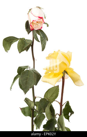 un Rose asciutte Foto Stock