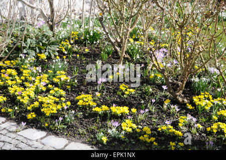 Crocus, Aconitum invernale e snovdrops Foto Stock
