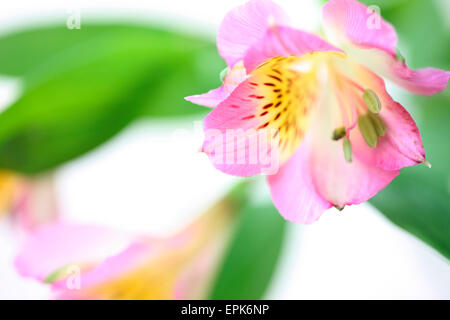 Splendidamente delicata immagine dell'amato alstroemeria Jane Ann Butler JABP Fotografia640 Foto Stock