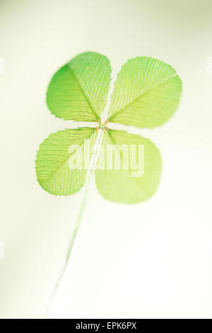 Un tradizionale buona fortuna simbolo, quattro leaf clover Jane Ann Butler JABP Fotografia630 Foto Stock