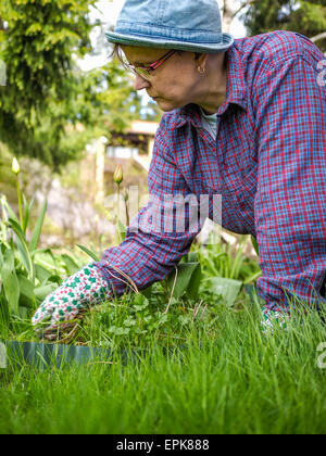 Donna ripulendo dalle erbacce nel giardino e lei utilizzare guanti di protezione Foto Stock