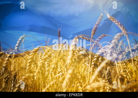 Bandiera dell'Ucraina e un campo di grano in oro sotto il cielo Foto Stock