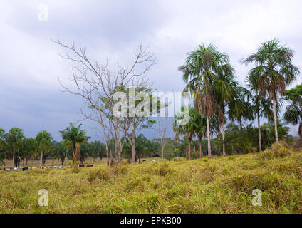 Panama, Provincia di Darien, Filo del parete tallo, Parco Nazionale del Darién Foto Stock