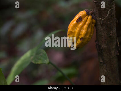 Panama, Provincia di Darien, Filo del parete tallo, Wild cacao Cialde su un albero nella giungla nel filo del parete tallo Foto Stock