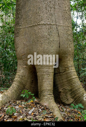 Panama, Provincia di Darien, Filo del parete tallo, Cuipo albero gigante nel filo del parete tallo Foto Stock