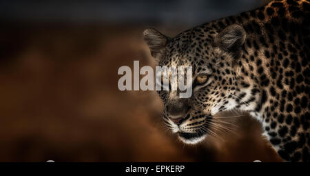 Ritratto di Leopard, il Parco Nazionale di Etosha,Namibia, Africa Foto Stock