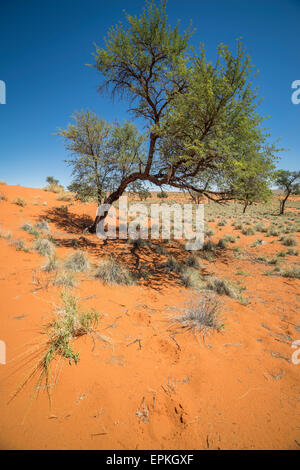 Alberi, l'Okonjima, Namibia, Africa Foto Stock