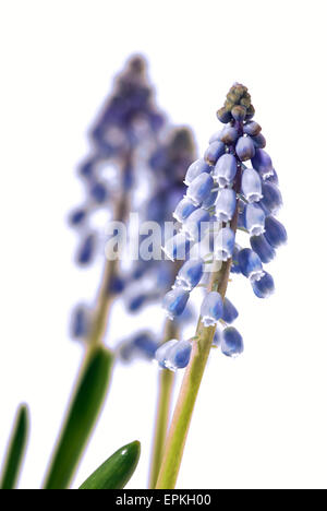 Amido Giacinto di uva (Muscari neglectum) blossoms, macro shot Foto Stock