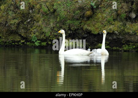 Whooper Swan con i pulcini Foto Stock