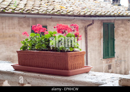 Rosso geranio fiori in vaso Foto Stock