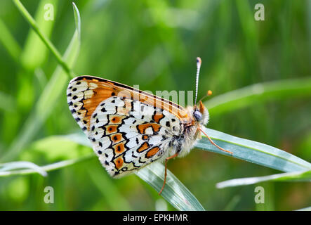 Glanville Fritillary. Hutchinson Banca della Riserva Naturale, New Addington, Surrey, Inghilterra. Foto Stock