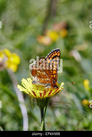 Marsh Fritillary sul becco Hawk's-barba. Heytesbury, Wiltshire, Inghilterra. Foto Stock