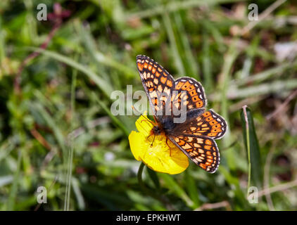 Marsh Fritillary sul ranuncolo. Heytesbury, Wiltshire, Inghilterra. Foto Stock