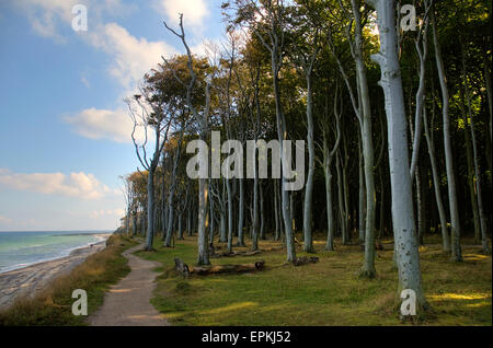 Foresta di faggio, mente legno, legno di ghost, presso il mar baltico a nienhagen, Meclemburgo-Pomerania Occidentale, Germania, Europa Foto Stock