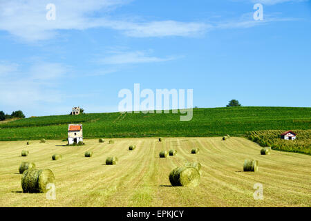 I campi con fieno e cornfield (Zea mays) in Francia Europa Foto Stock