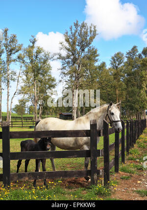 Purosangue cavallo bianco con il nero colt. Foto Stock