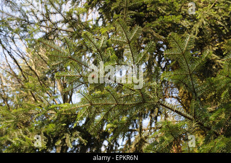 Abete d'argento Foto Stock