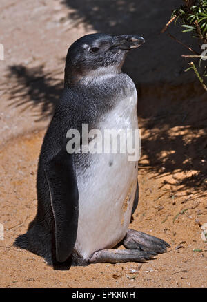 Nero Footed/Pinguino africano (Spheniscus demersus) capretti Foto Stock