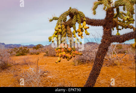 Frutto della catena di cholla è un tipo di vegetazione nativa trovata nel deserto di Sonora del Messico e Arizona Foto Stock