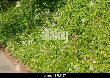 Varietà di fiori selvatici crescente al fianco di Vicolo del paese nella siepe. Mese di maggio.La molla Gloucestershire England Regno Unito Foto Stock