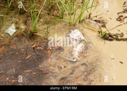 Morto e decadendo pesce inquinino l'acqua lungo il litorale Foto Stock