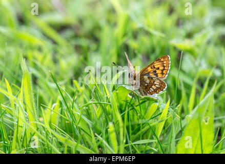 Il duca di Borgogna butterfly (Hamearis lucina). La parte inferiore di un adulto si appollaia su la foglia di un cowslip, il foodplant larvale. Foto Stock