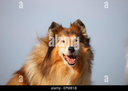 Ritratto di Rough Collie Foto Stock