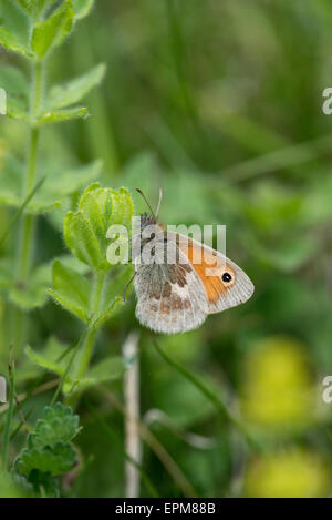 Small Heath (Coenonympha pamphilus). Farfalla per adulti a riposo Foto Stock