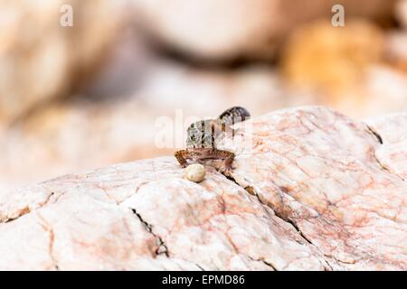 Leopard Gecko lizard sulle rocce Foto Stock