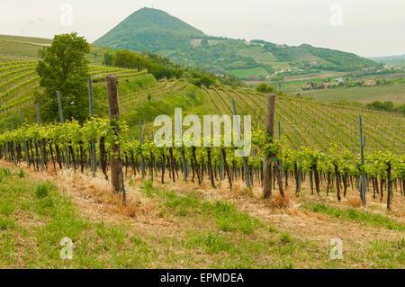 Bellissimi vigneti, catturati durante la primavera nel nord Italia, la terra del famoso prosecco. Prese su Aprile 25th, 2015. Foto Stock