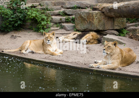 Orgoglio dei Leoni rilassante in cattività Foto Stock