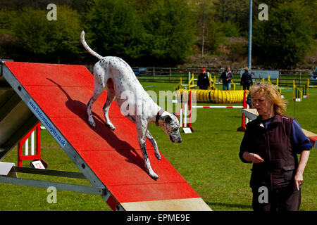 Personale altamente addestrato animali domestici cane con il suo proprietario in una competizione di agilità che coinvolgono i salti e le rampe Derbyshire England Regno Unito Foto Stock
