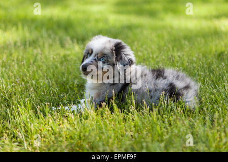 Pastore australiano cuccioli sono agili, energico e maturo nelle valutati imbrancandosi cani e leali compagni che vogliono per favore. Foto Stock