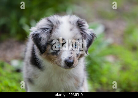 Pastore australiano cuccioli sono agili, energico e maturo nelle valutati imbrancandosi cani e leali compagni che vogliono per favore. Foto Stock