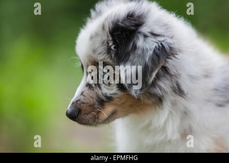 Pastore australiano cuccioli sono agili, energico e maturo nelle valutati imbrancandosi cani e leali compagni che vogliono per favore. Foto Stock