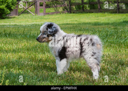 Pastore australiano cuccioli sono agili, energico e maturo nelle valutati imbrancandosi cani e leali compagni che vogliono per favore. Foto Stock
