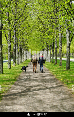 camminata del cane Foto Stock