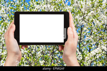 Concetto di viaggio - Fotografia turistica fioritura bianco ciliegio corona in una soleggiata giornata di primavera su tablet pc con taglio fuori schermo con b Foto Stock
