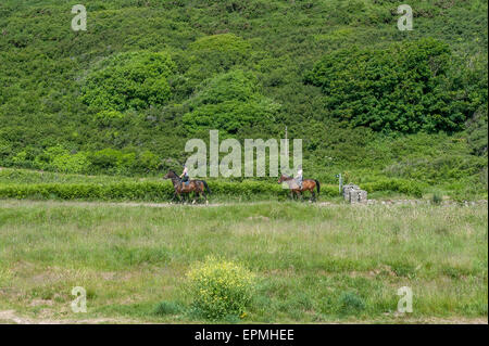 Piloti del cavallino Pembrokeshire Wales Cymru Foto Stock