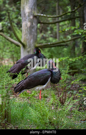 Due cicogne nere (Ciconia nigra) di appoggio nella foresta Foto Stock