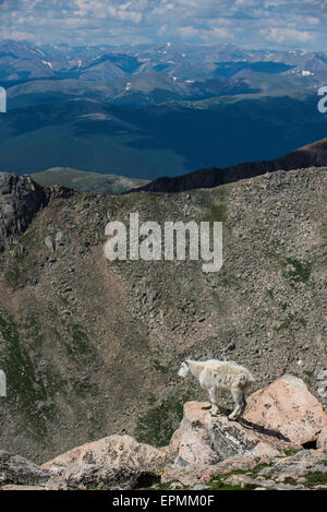 Capre di montagna (Oreamnos americanus) adulto, montagne rocciose, Colorado, STATI UNITI D'AMERICA Foto Stock