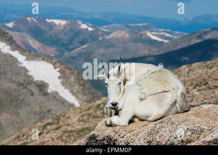 Capre di montagna (Oreamnos americanus) adulto in appoggio, montagne rocciose, Colorado, STATI UNITI D'AMERICA Foto Stock