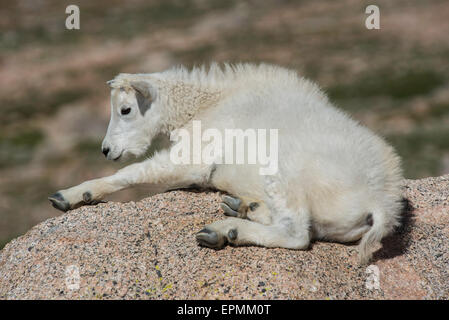 Capre di montagna (Oreamnos americanus), il capretto in appoggio, montagne rocciose, Colorado, STATI UNITI D'AMERICA Foto Stock