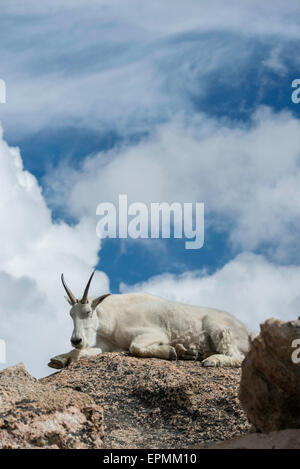 Capre di montagna (Oreamnos americanus), Adulto in appoggio, montagne rocciose, Colorado, STATI UNITI D'AMERICA Foto Stock