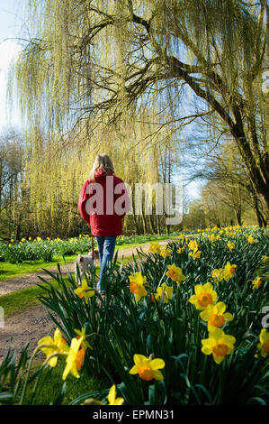 Una donna in un cappotto rosso in piedi su un percorso in un giardino con fioritura narcisi. Foto Stock